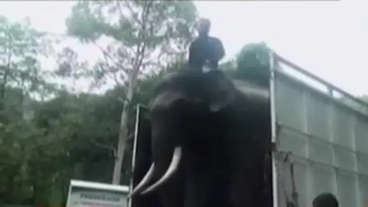 Segmen 3: Pelatihan Gajah hingga Aksi Atlet Highline