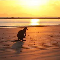 Indahnya Australia Bikin Pengin Lompat-Lompat Bareng Kangguru