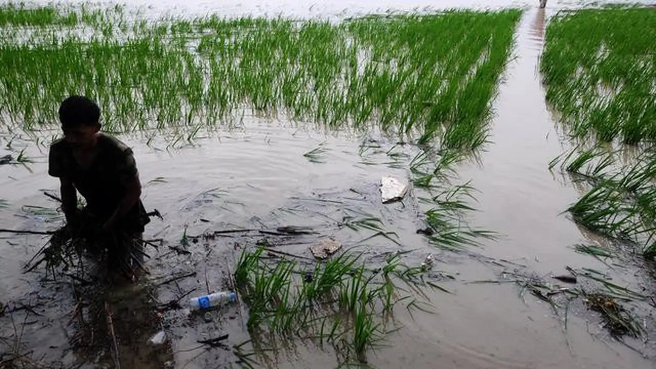 Curah Hujan Tinggi, Kementan Ajak Petani Pasuruan Manfaatkan Asuransi