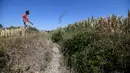 Petani Achille Crespiatico memberi isyarat di sebelah saluran air kering dekat ladang jagungnya di Spino d'Adda, Italia, 11 Juli 2022. Crespiatico mengklaim bahwa 70 persen dari ladang jagungnya dan 100 persen dari padang rumputnya yang stabil telah hancur. (Piero CRUCIATTI/AFP)