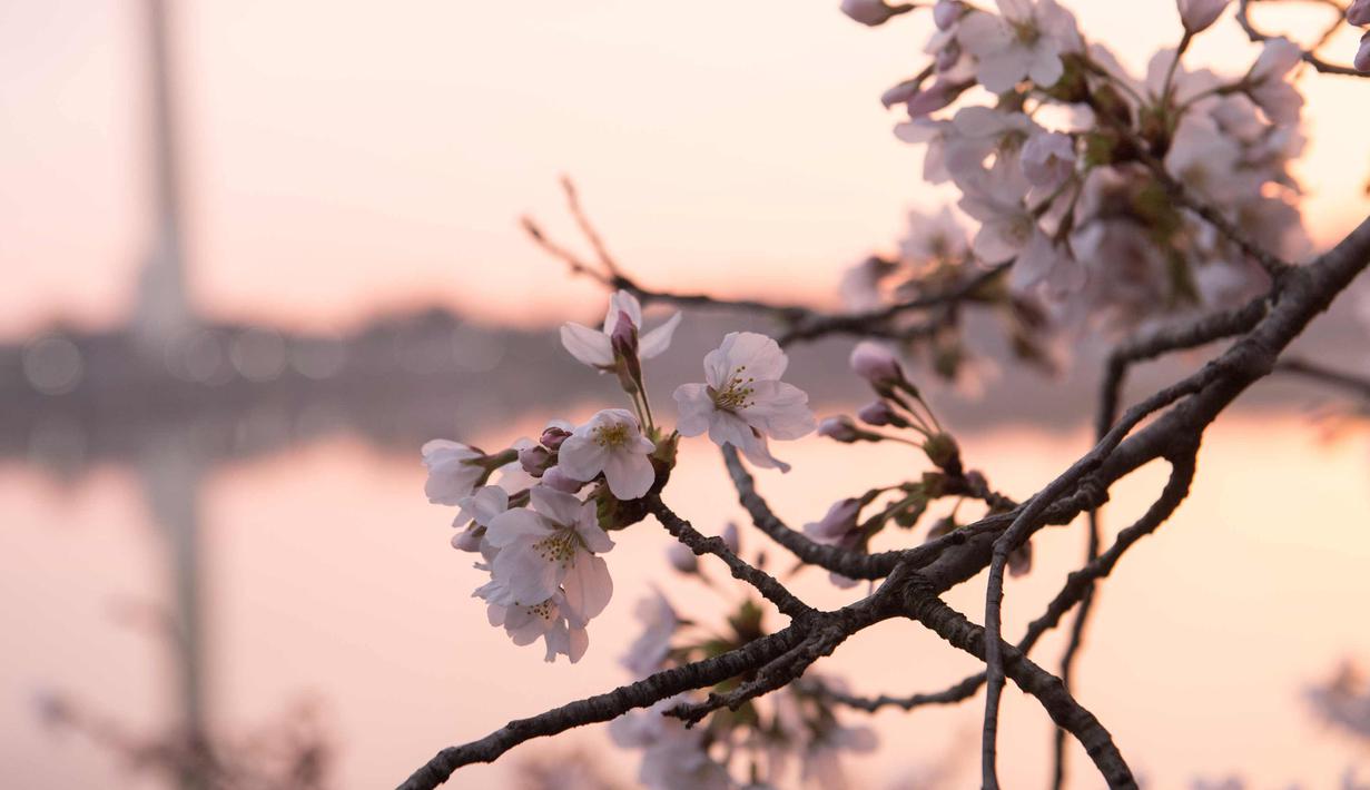 Foto Indahnya Pemandangan Bunga Sakura Saat Matahari Terbit Di