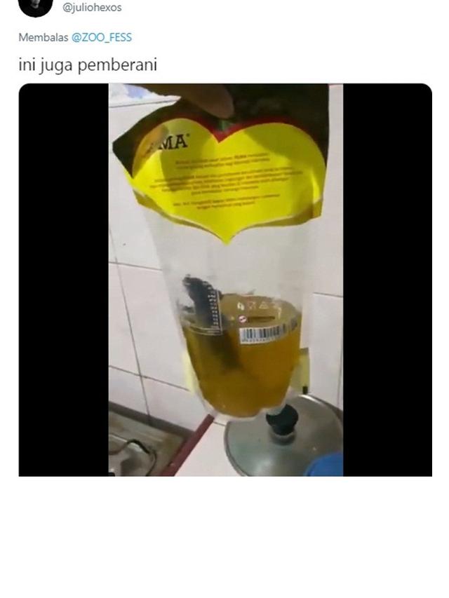 7 Tingkah Laku Tikus saat Tertangkap Kamera Ini Bikin Geleng Kepala