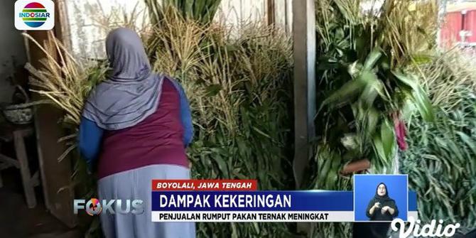 Kekeringan Datangkan Berkah Bagi Penjual Rumput Pakan Ternak di Kawasan Gunung Merapi