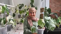 Ilustrasi Hindari Rasa Bosan, Simak Cara Menanam Monstera Ala Beauty Vlogger Dian K Rizki. (instagram/@diankrizki)