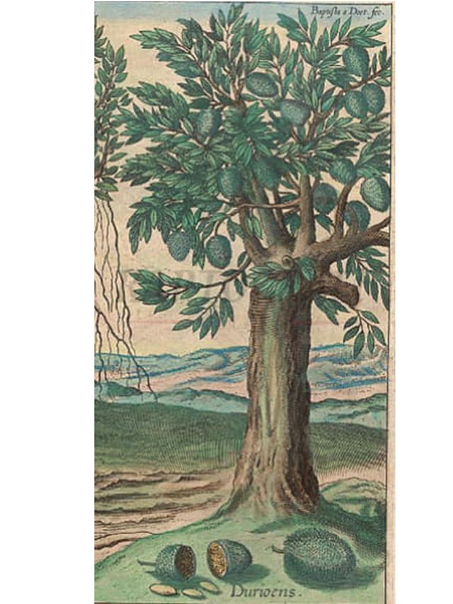 Durian 'Raja Buah' Dicatat dalam Naskah Kuno 430 Tahun Lalu, Ungkap Keistimewaan