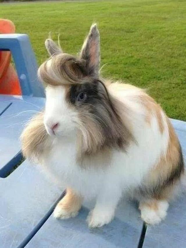 6 Potret Hewan Berponi Ini Curi Perhatian, Jadi Kurang Gagah