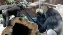Anak gorila dataran rendah, Ajabu mengamati ayahnya menjilati es krim di Kebun Binatang Praha, Republik Ceko, Senin (6/8). Pengelola bonbin memberikan es krim dari buah-buahan agar binatangnya tidak tersiksa selama gelombang panas. (AP/Petr David Josek)