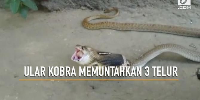 VIDEO: Detik-Detik Ular Kobra Memuntahkan Tiga Telur