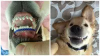 Bukan untuk gaya, anak anjing ini mendapatkan pemasangan kawat gigi karena moncongnya susah menutup.