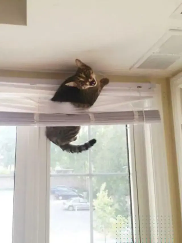 kucing heran