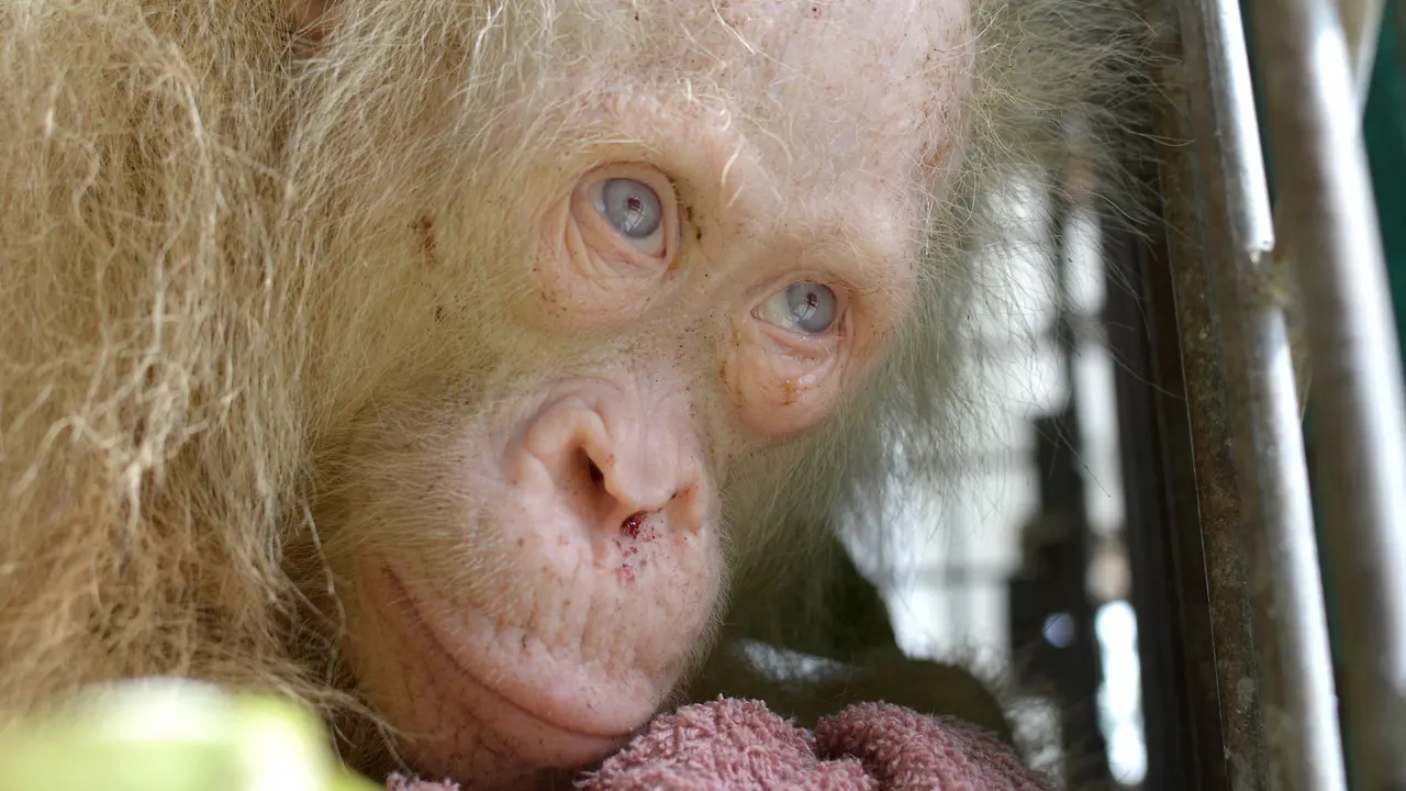 Orangutan Albino