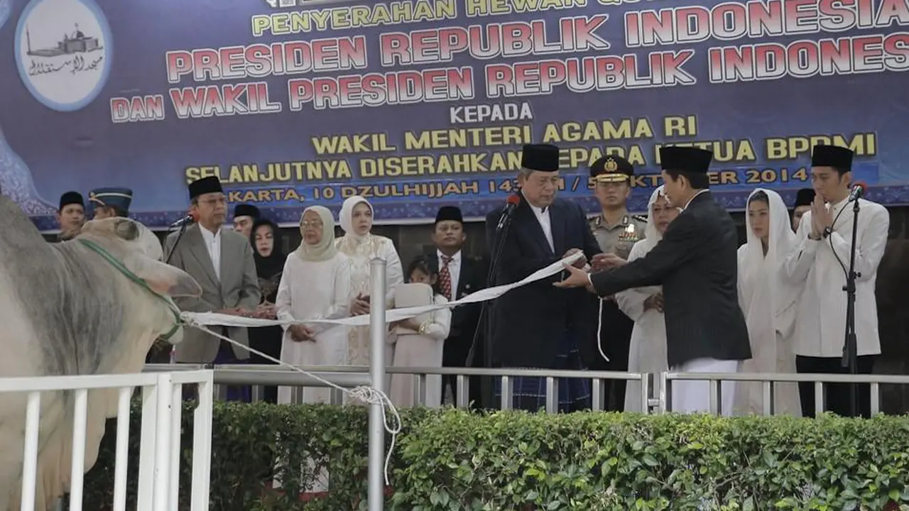 Sapi Milik SBY Paling Besar di Istiqlal, Beratnya 1,75 Ton