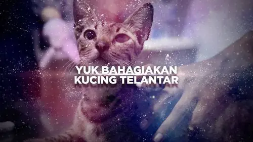 VIDEO: Gerakan Mulia Bahagiakan Kucing Terlantar