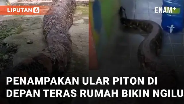 Seekor ular piton berukuran jumbo di depan teras rumah mengundang perhatian