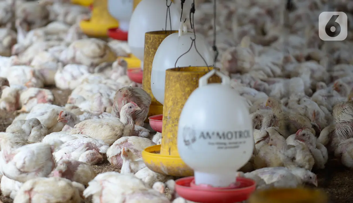 Sekumpulan ayam potong yang sudah siap dijual menunggu makanandi Kawasan Gunung Sindur, Kabupaten Bogor, Jawa Barat, Selasa (22/09/2020). Harga ayam potong di sana dijual Rp 24 ribu per kilogram, di mana saat masa pandemi harganya mengalami naik turun di pasaran. (merdeka.com/Dwi Narwoko)