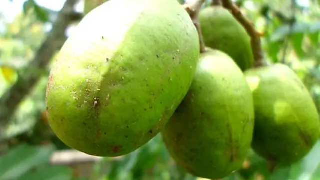 Ilustrasi buah kedondong
