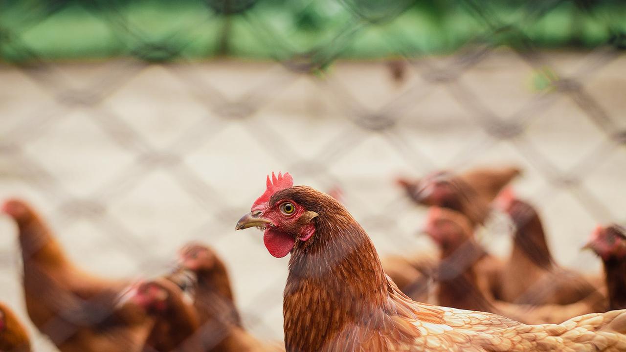 Arti Mimpi Tentang Ayam Pertanda Baik