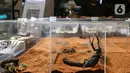 Sejumlah koleksi yang dipamerkan dalam Exotique Pet Expo di Senayan Park, Jakarta, Kamis (28/10/2021). Pameran bagi pecinta reptil ini digelar dari tanggal 27 hingga 31 oktober 2021 mendatang. (Liputan6.com/Johan Tallo)