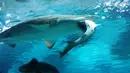 Hiu jenis Sand Tiger, berusia 8 tahun yang berukuran 2,2 meter, saat menyerang dan memakan seekor hiu jantan  jenis houndshark berusia lima tahun di sebuah wahana akuarium di Seoul, Korsel, 29 Januari 2016. (COEX AQUARIUM/AFP)