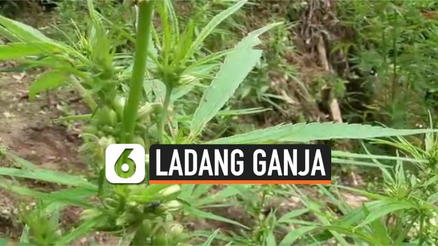 Berita Ladang Ganja Hari Ini Kabar Terbaru Terkini Liputan6 Com