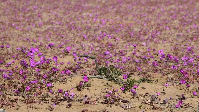 Bunga di Gurun Atacama