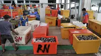 Pedagang menyortir ikan di Pasar Ikan Modern (PIM) Muara Baru, Jakarta, Kamis (21/2). Pedagang mulai menempati PIM Muara Baru sejak 16 Februari 2019. (Merdeka.com/Iqbal Nugroho)