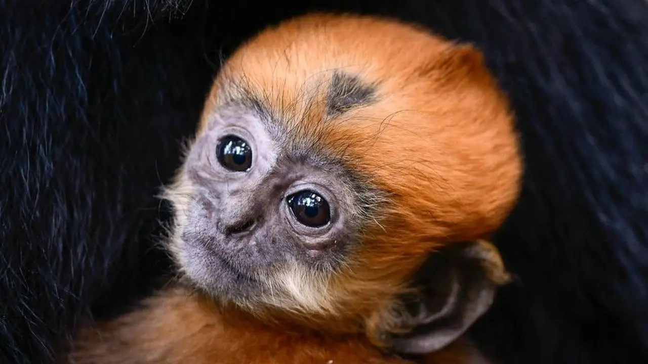 Kelahiran Langur Emas, Si Bayi Kera Sakti yang Langka