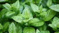 Ilustrasi daun peppermint, (dok. Pixabay.com/manfredrichter)