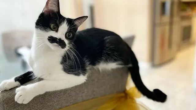 Punya Kumis Seperti Manusia, Kucing Ini Bikin Gemas Warganet