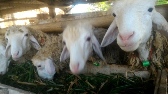 Ilustrasi – kandang kambing domba atau domba. (Foto: Liputan6.com/Muhamad Ridlo)