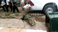 Seekor buaya milik warga di Bogor mengamuk saat akan ditangkap dan dipindahkan.
