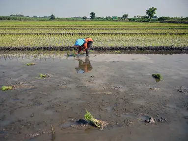 Seorang petani menanam bibit padi di Sidoarjo, Jawa Timur, Rabu 3 Juni 2026. (JUNI KRISWANTO/AFP)