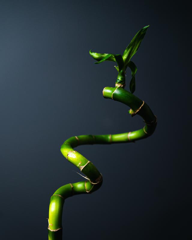Bambu Rejeki (Dracaena sanderiana)