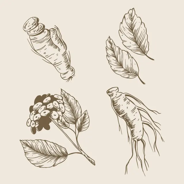 Ilustrasi ginseng ficus