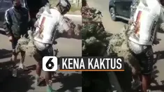 Nasib apes dialami oleh pesepeda yang satu ini. Karena menabrak tanaman kaktus dipinggir jalan membuat sekujur tubuhnya dipenuhi oleh kaktus tersebut.