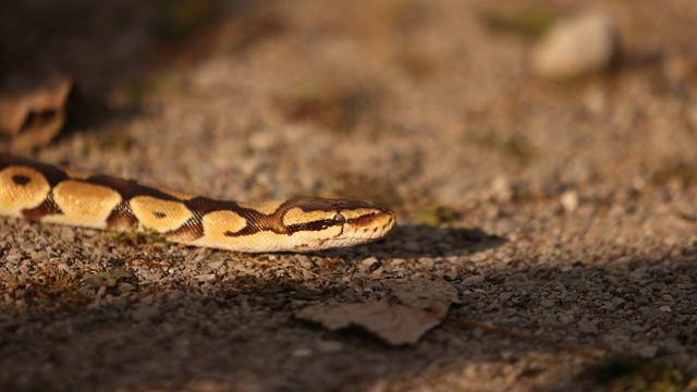 Serpiente por el suelo (Pexels)