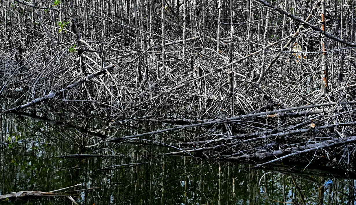 Hutan mangrove berfungsi sebagai penghalang alami terhadap badai dan banjir akibat pasang air laut. (CHAIDEER MAHYUDDIN/AFP)