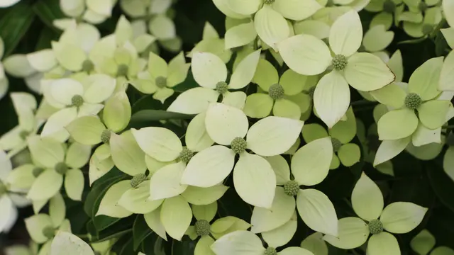 Kousa Dogwood Varietas Kompak (Cornus kousa)