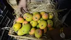 Buah mangga tidak hanya mengandung vitamin C yang tinggi, buah ini juga bisa menjadi pilihan untuk menggemukkan badan. Buah mangga yang kaya kalori adalah buah yang sudah matang dan rasanya manis. (AFP PHOTO/Sam PANTHAKY)