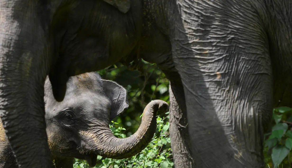 Bayi gajah Sumatra berusia dua tahun terlihat bersama ibunya di Trumon, kabupaten Aceh Selatan (10/1). Gajah sumatera adalah mamalia terbesar di Indonesia, beratnya mencapai 6 ton dan tumbuh setinggi 3,5 meter pada bahu. (AFP Photo/Chaideer Mahyuddin)