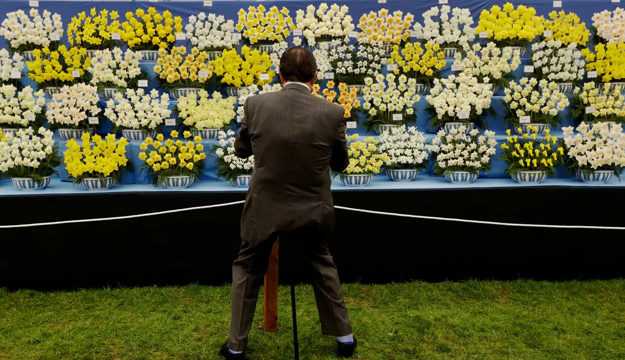 Seorang pengunjung mengambil gambar daffodil yang dipamerkan pada RHS (Royal Horticultural Society) Chelsea Flower Show, London, Senin (215/). Ini adalah pameran bunga yang paling terkenal di Inggris, dan mungkin di dunia. (AP/Matt Dunham)