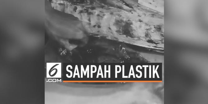 VIDEO: Heboh, Perut Ikan Penuh Sampah Plastik di Ujung Genteng