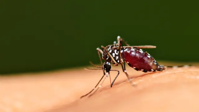 Gejala Chikungunya