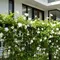Tanaman Star Jasmine/Gemini AI