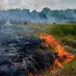 Suasana lahan gambut yang dilalap api di Pekanbaru, Provinsi Riau, (1/2). Lokasi ini merupakan salah satu dari 73 titik api yang terdeteksi menyebabkan kabut asap di pulau Sumatera. (AFP Photo/Wahyudi)