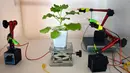 Uji elektroda yang dipasang pada permukaan tanaman tembakau di sebuah laboratorium di Singapura, 24 Maret 2021. Ilmuwan mengembangkan sistem teknologi tinggi untuk berkomunikasi dengan tumbuhan. (Roslan RAHMAN/AFP)