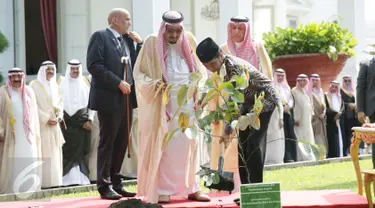 Raja Arab Saudi Salman bin Abdulaziz Al Saud didampingi oleh Presiden Joko Widodo saat menanam Pohon Ulin di halaman tengah Istana Merdeka, Jakarta, Kamis (2/3). (Liputan6.com/Angga Yuniar)