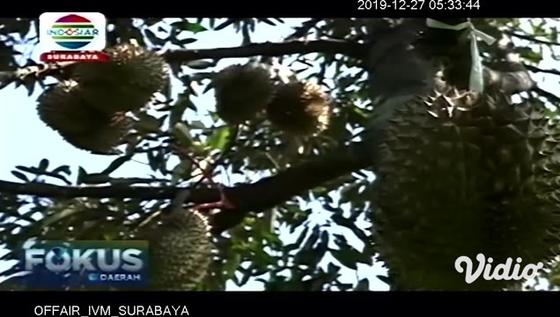 VIDEO:Yuk, Menikmati Petik Durian Langsung di Kebun Botani Sukorambi Jember