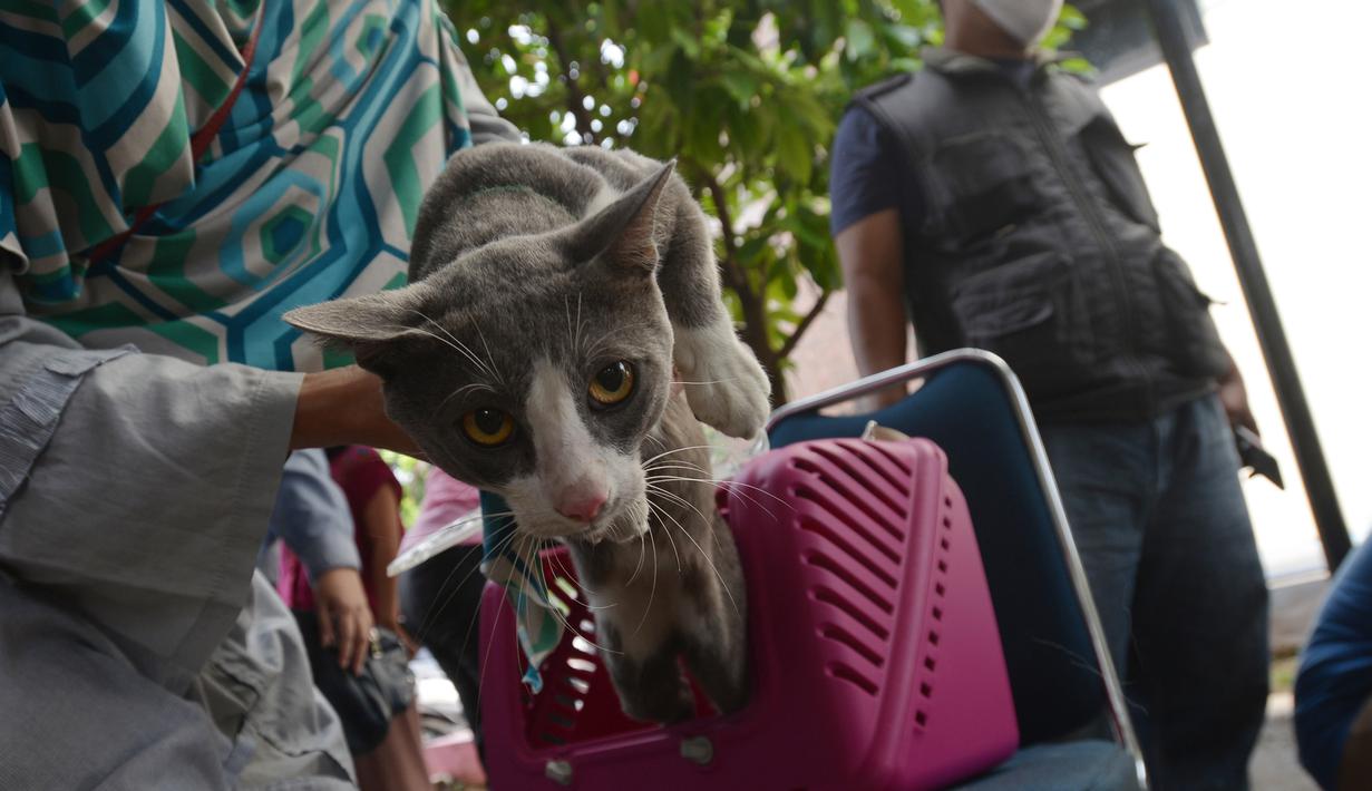 Warga membawa kucing peliharaannya untuk disuntik vaksin rabies kelurahan Bukit Duri, Jakarta, Selasa (24/8/2021). Dinas Ketahanan Pangan, Kelautan, dan Pertanian (KPKP) memberikan vaksinasi rabies bagi hewan peliharaan warga untuk mengantisipasi penyakit rabies. (merdeka.com/Imam Buhori)
