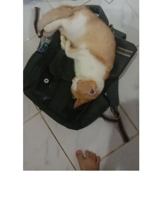 10 Potret Tempat Kucing Rebahan Ini Bikin Geleng Kepala, Enggak Habis Pikir